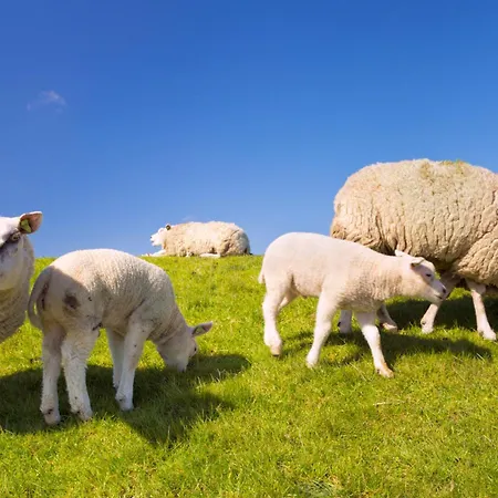 Puur Texels 9a Apartmán *